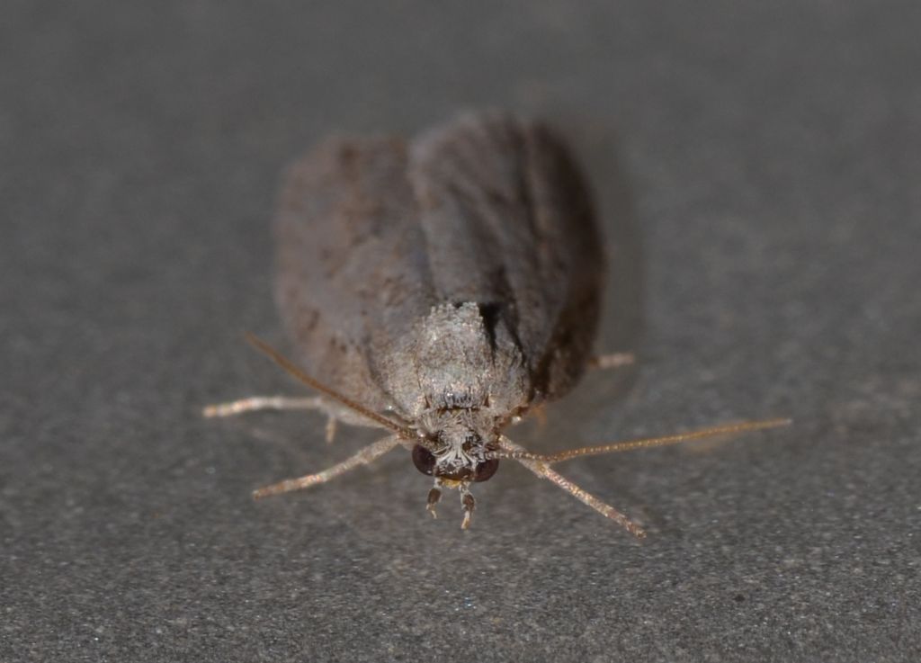 Cnephasia? Cfr. Cnephasia sp. - Tortricidae